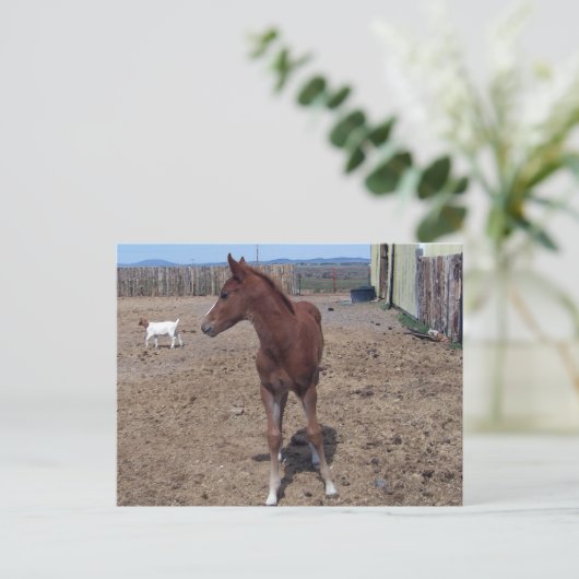 Mei 2008 Foal Briefkaart (Staand voorkant)