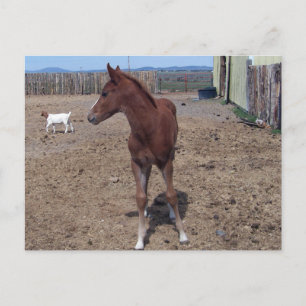 Mei 2008 Foal Briefkaart