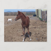 Mei 2008 Foal Briefkaart (Voorkant)