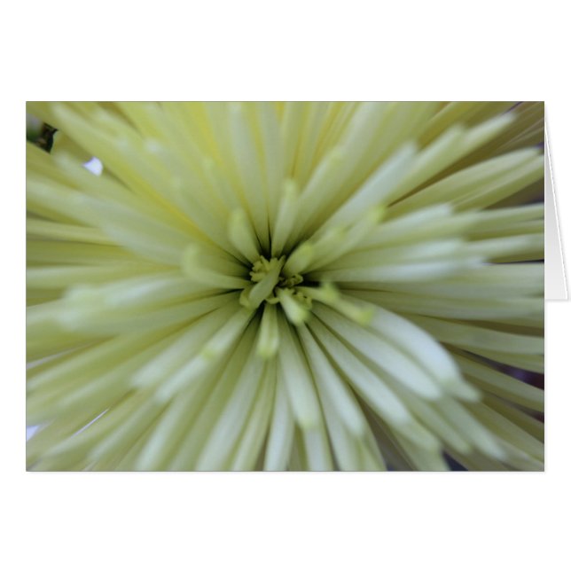 Mei Bloemen #2 (Voorkant Horizontaal)