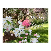 Mei Bloemen Roze Pasen