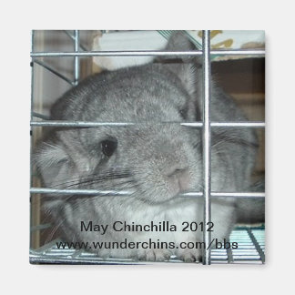 Mei chinchilla 2012 magneet