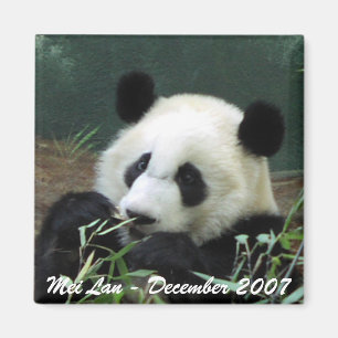 Mei Lan Magnet