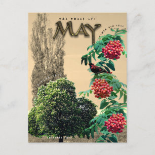 Mei Maand Bomen Kastanje Rowan Ash, Poplar 2 Briefkaart
