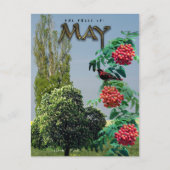 Mei maand Bomen Kastanje Rowan Ash, Populier Briefkaart (Voorkant)