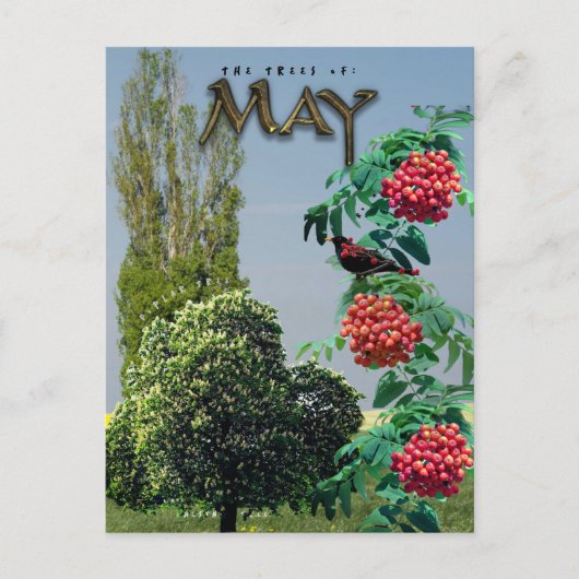 Mei maand Bomen Kastanje Rowan Ash, Populier Briefkaart (Voorkant)