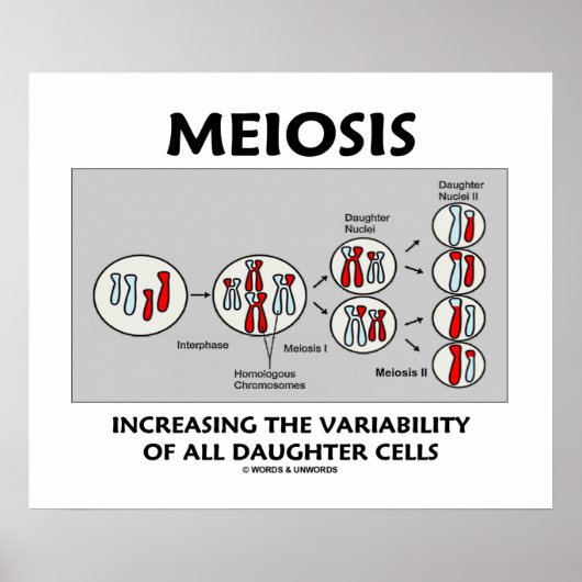 Meiosis Verhoogde variabiliteit Alle Dochtercellen Poster (Voorkant)