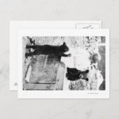 Meisje spelen met Beer Cub in Seward Briefkaart (Voorkant / Achterkant)