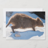 Meisjes Eerste Verjaardag Blue Quokka Australië Fo Kaart (Achterkant)