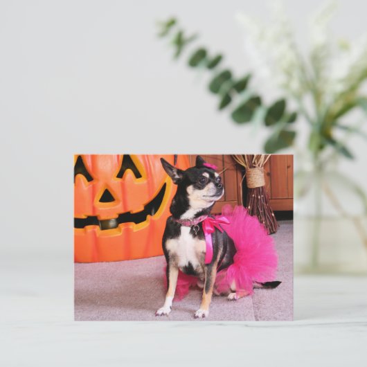 Meka - Chihuahua - Shaver Briefkaart (Staand voorkant)