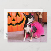 Meka - Chihuahua - Shaver Briefkaart (Voorkant / Achterkant)