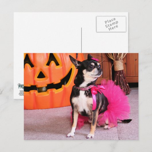 Meka - Chihuahua - Shaver Briefkaart (Voorkant / Achterkant)