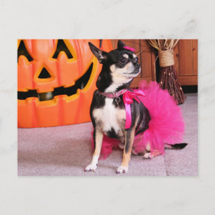 Meka - Chihuahua - Shaver Briefkaart