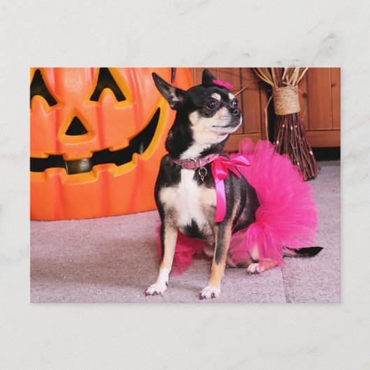 Meka - Chihuahua - Shaver Briefkaart (Voorkant)