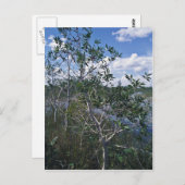 Melaleuca in moerasgebied briefkaart (Voorkant / Achterkant)