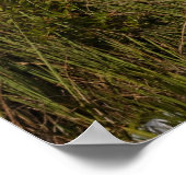 Melaleuca Trees in de Everglades Poster (Hoek)