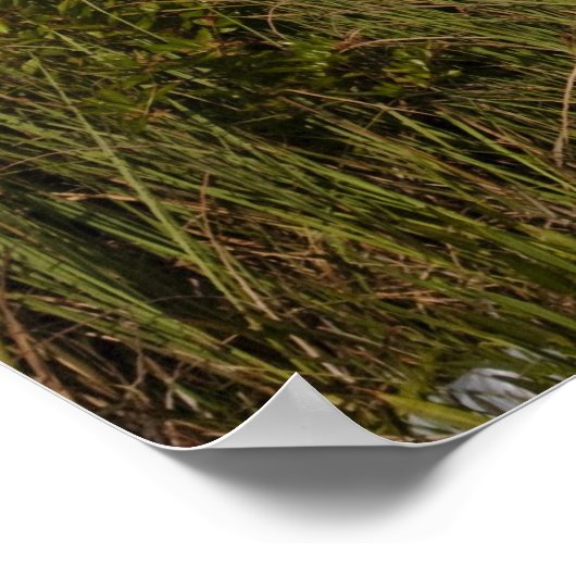 Melaleuca Trees in de Everglades Poster (Hoek)