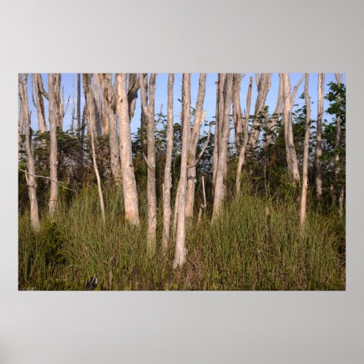 Melaleuca Trees in de Everglades Poster (Voorkant)