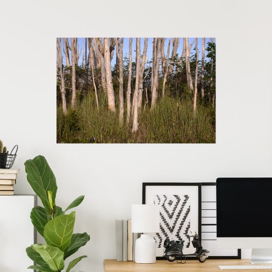 Melaleuca Trees in de Everglades Poster (Thuiskantoor)