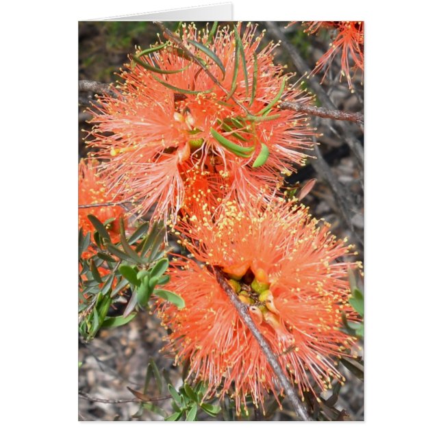 Melaluca Blank Card (Voorkant)