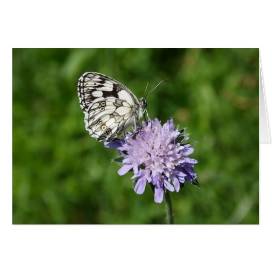 Melanargia galathea (Voorkant Horizontaal)