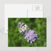 Melanargia galathea briefkaart (Voorkant / Achterkant)