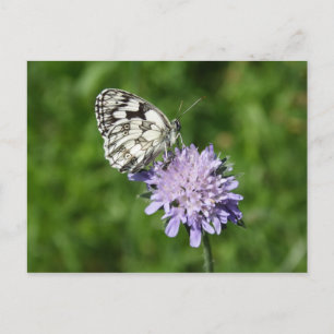 Melanargia galathea briefkaart