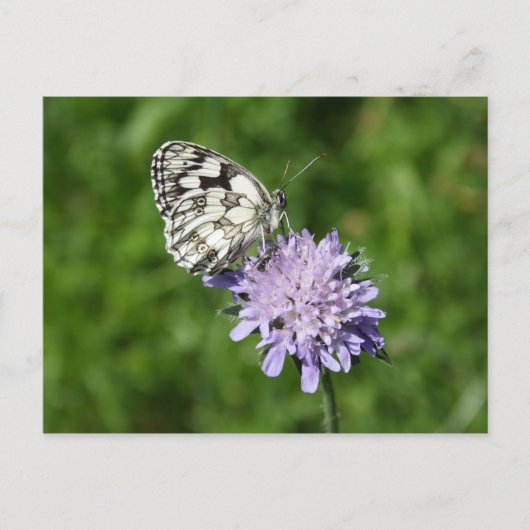Melanargia galathea briefkaart (Voorkant)