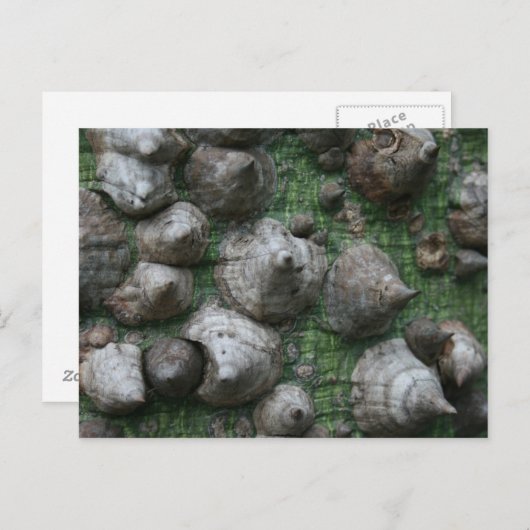 Melb. Botanische tuinen 1 Briefkaart (Voorkant / Achterkant)