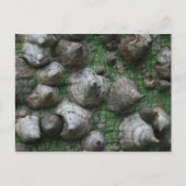 Melb. Botanische tuinen 1 Briefkaart (Voorkant)