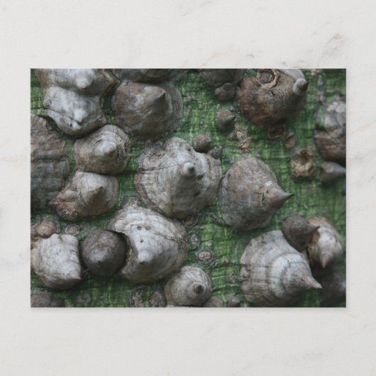 Melb. Botanische tuinen 1 Briefkaart (Voorkant)