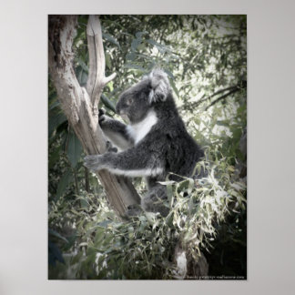 Melbourne - Koala in de oude gomboom Poster