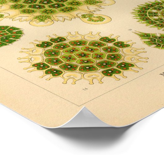 Melethallia Color Ernst Haeckel Art Print (Hoek)