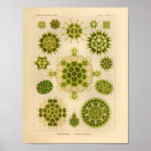 Melethallia Color Ernst Haeckel Art Print (Voorkant)