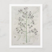 Melia Azedarach uit 'Phytographie Medicale' door J Briefkaart (Voorkant)