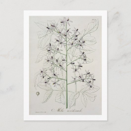 Melia Azedarach uit 'Phytographie Medicale' door J Briefkaart (Voorkant)
