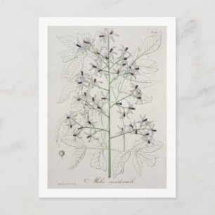 Melia Azedarach uit 'Phytographie Medicale' door J Briefkaart
