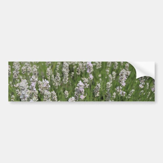 Melissa Lavender  Bumpersticker (Voorkant)