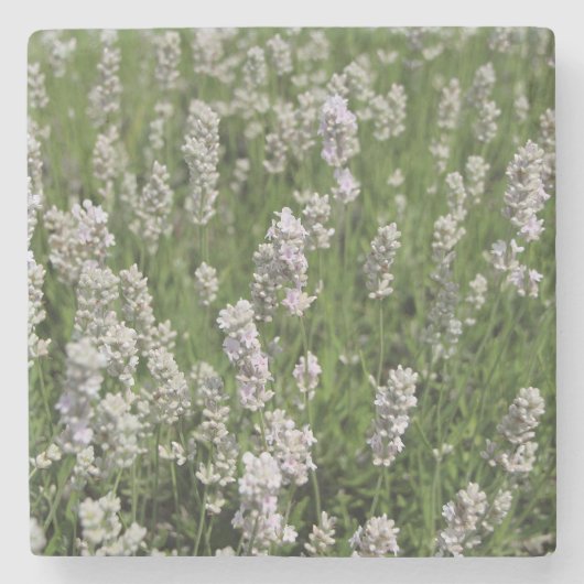 Melissa Lavender Stenen Onderzetter (Voorkant)