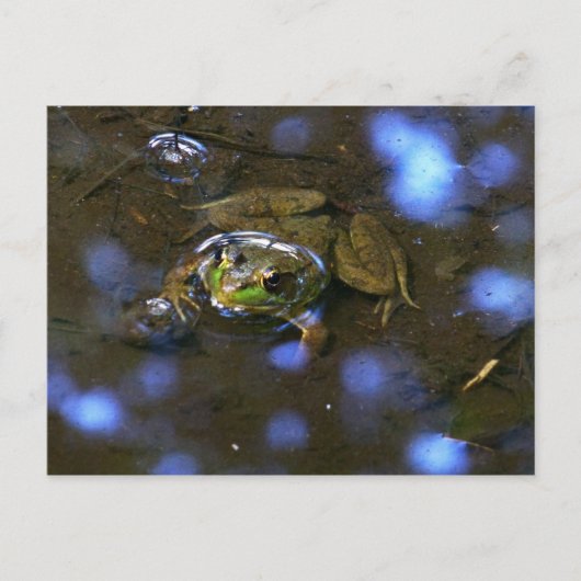 Melissa's Frog Briefkaart (Voorkant)