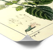 Melisse, Citroenmelisse (Melissa officinalis) Prin Poster (Hoek)