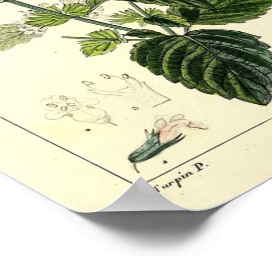 Melisse, Citroenmelisse (Melissa officinalis) Prin Poster (Hoek)