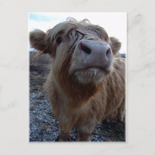 melk? briefkaart (Voorkant)