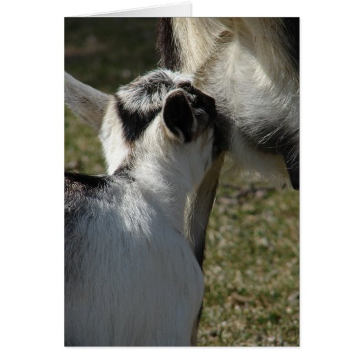 Melk is goed (Voorkant)