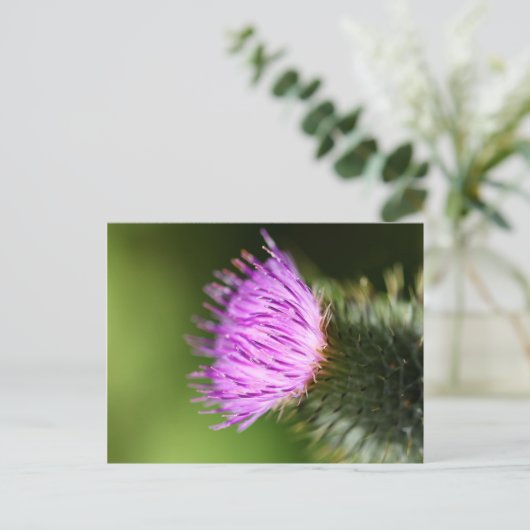 Melk Thistle Paarse Wilde Bloem Briefkaart (Staand voorkant)