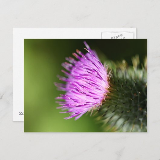 Melk Thistle Paarse Wilde Bloem Briefkaart (Voorkant / Achterkant)