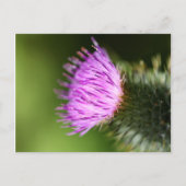 Melk Thistle Paarse Wilde Bloem Briefkaart (Voorkant)