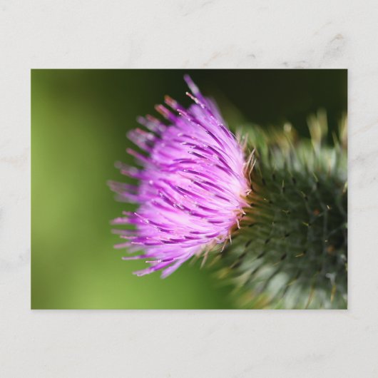 Melk Thistle Paarse Wilde Bloem Briefkaart (Voorkant)
