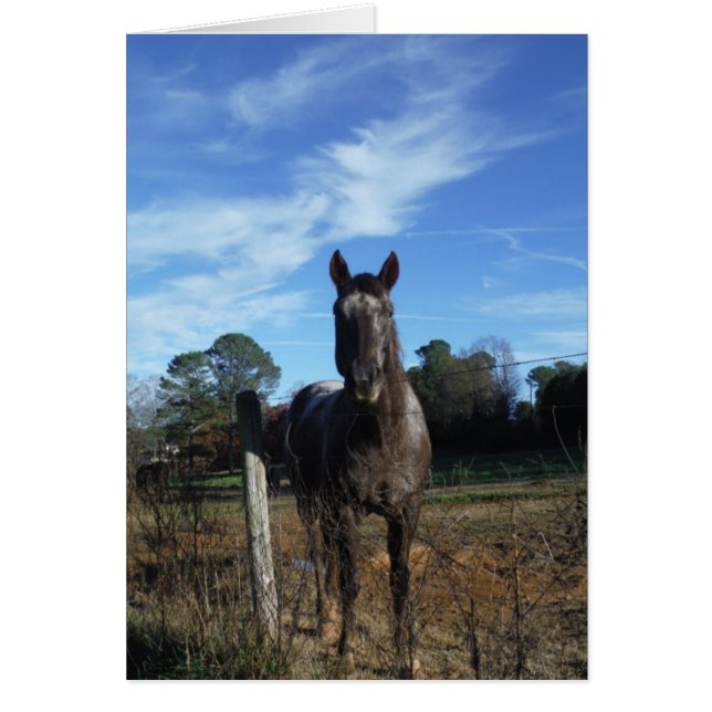 Melkchocolade bruinpaard in blauw (Voorkant)