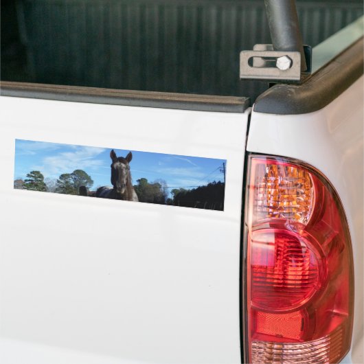 Melkchocolade bruinpaard in blauw bumpersticker (Op Truck)